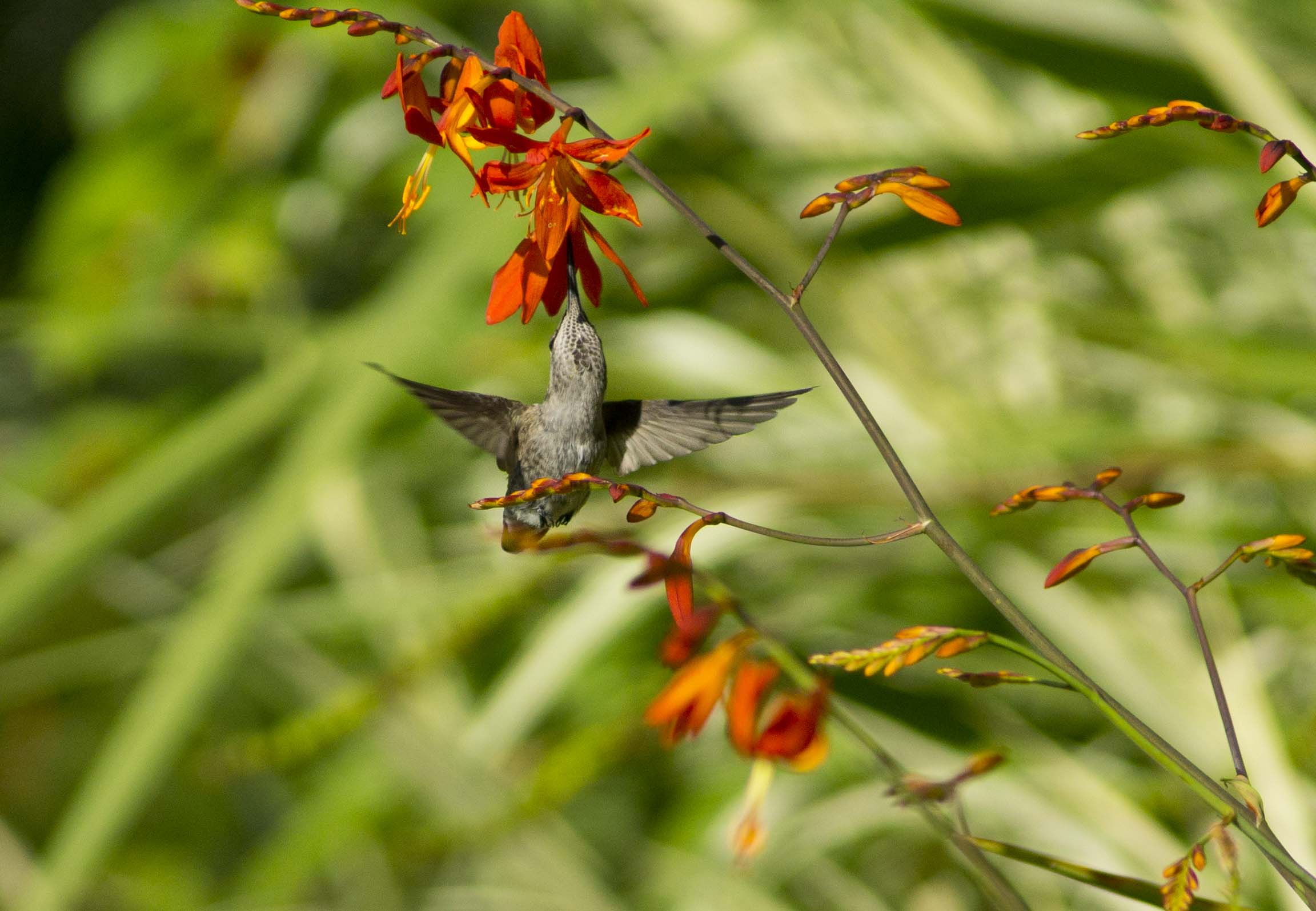 Hummingbird